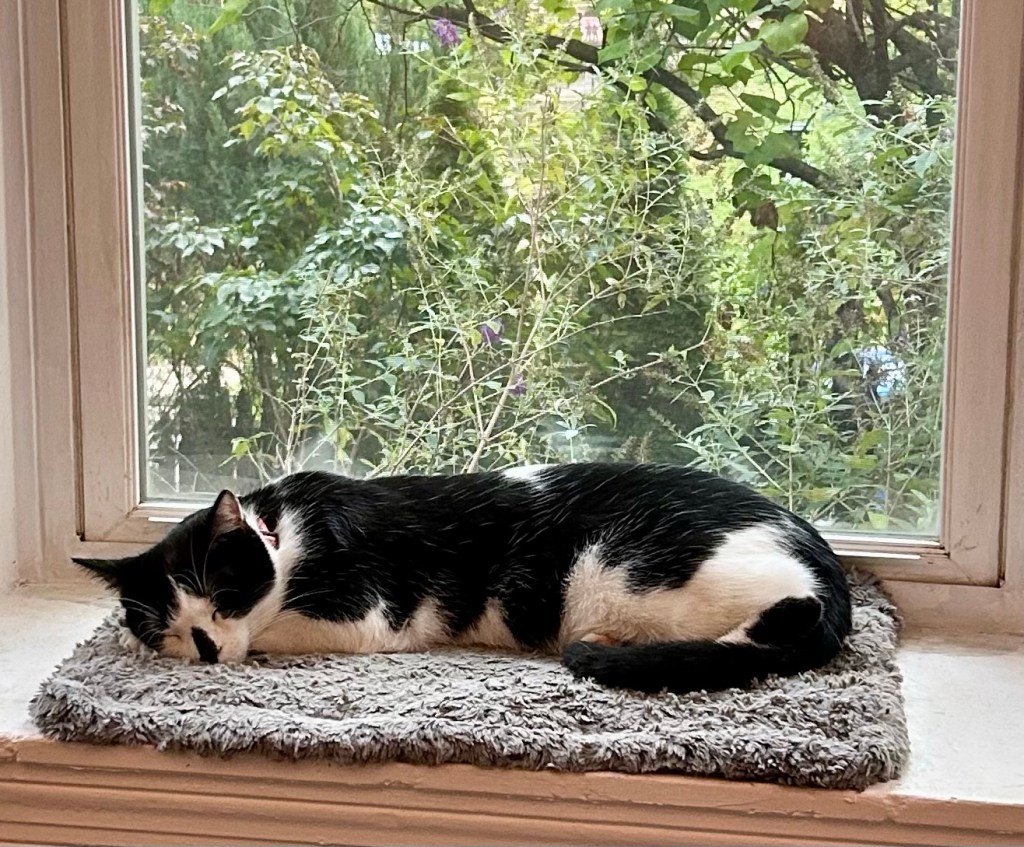 A handsome tuxedo cat sleeps on a grey cat bed in a bay window.