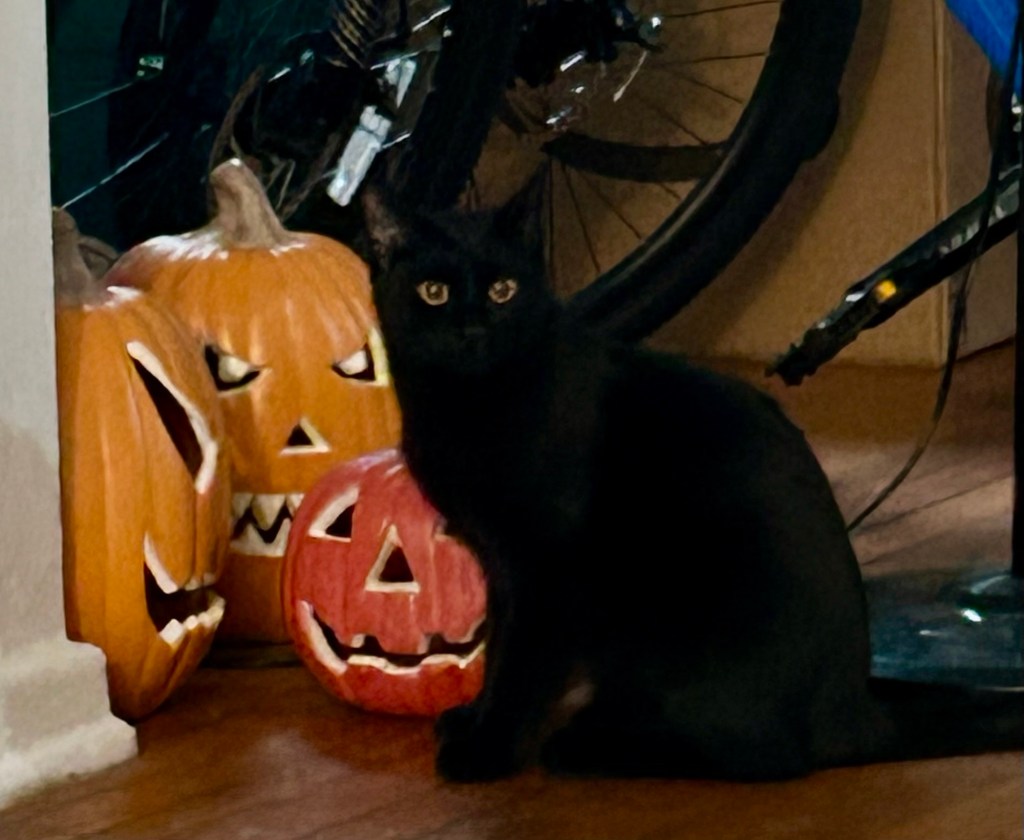 A handsome, glossy black cat takes inventory of his 3 jack-o-lanterns.