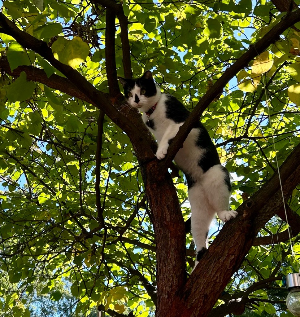 A handsome tuxedo cat climbs a redbud tree that is still very green.
