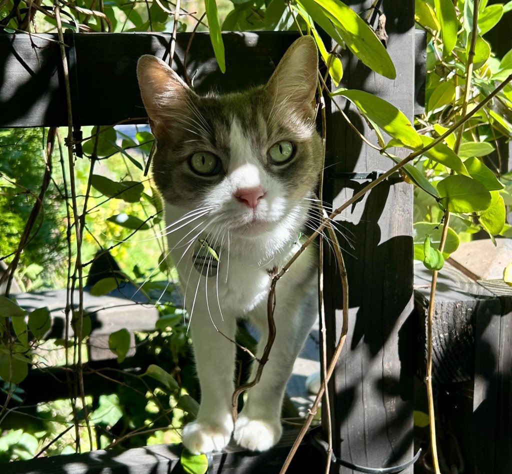 A lovely grey and white tabby peeks out from a shelf midway up a wooden, vine-covered arbor.