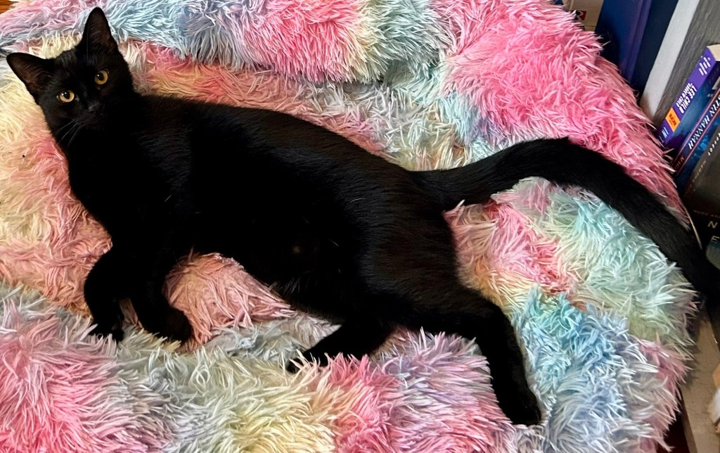 An extremely handsome, young black cat, poses stretched out on a large, fluffy, rainbow-colored dog bed.