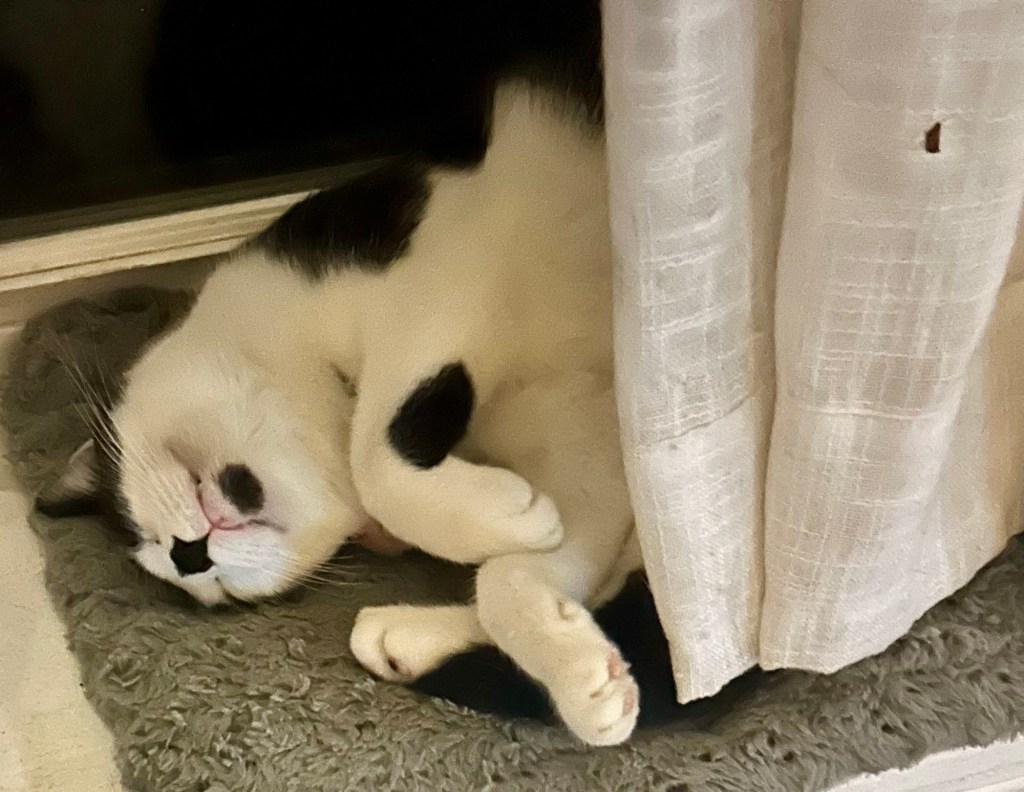 A handsome tuxedo cat sleeps with his head upside down so that you can see a black spot or goatee on his chin.