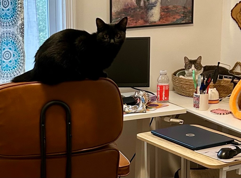 A black cat sits atop the headrest of an office chair, while a pretty grey tabby sits in a basket atop the desk.