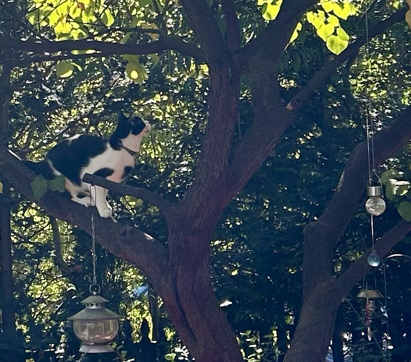 A handsome tuxedo cat perches midway up a tree.