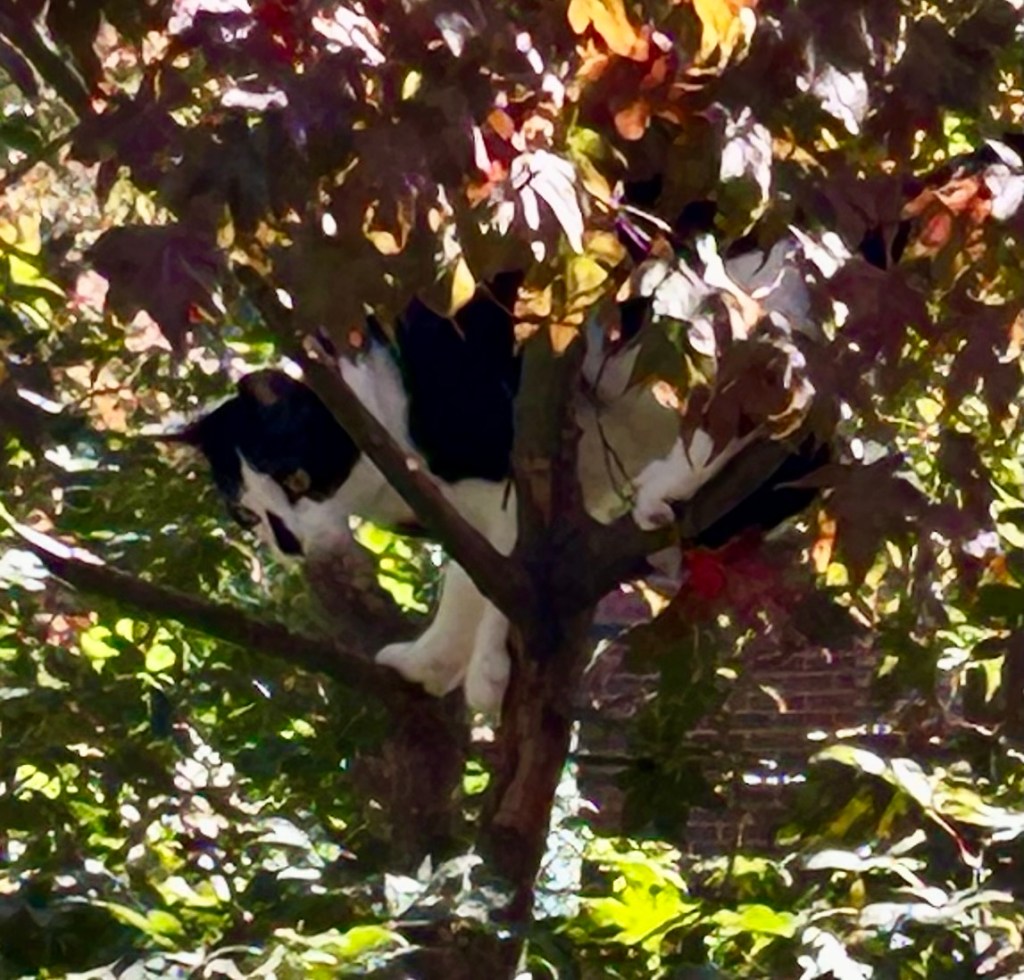 A handsome tuxedo cat perches in the top branches of a red maple.