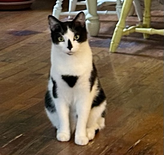 A handsome tuxedo cat sits in Egyptian pose and stares down his humans.