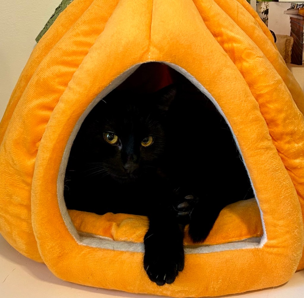 A gorgeous young black cat lounges in a cat cave shaped like a pumpkin.