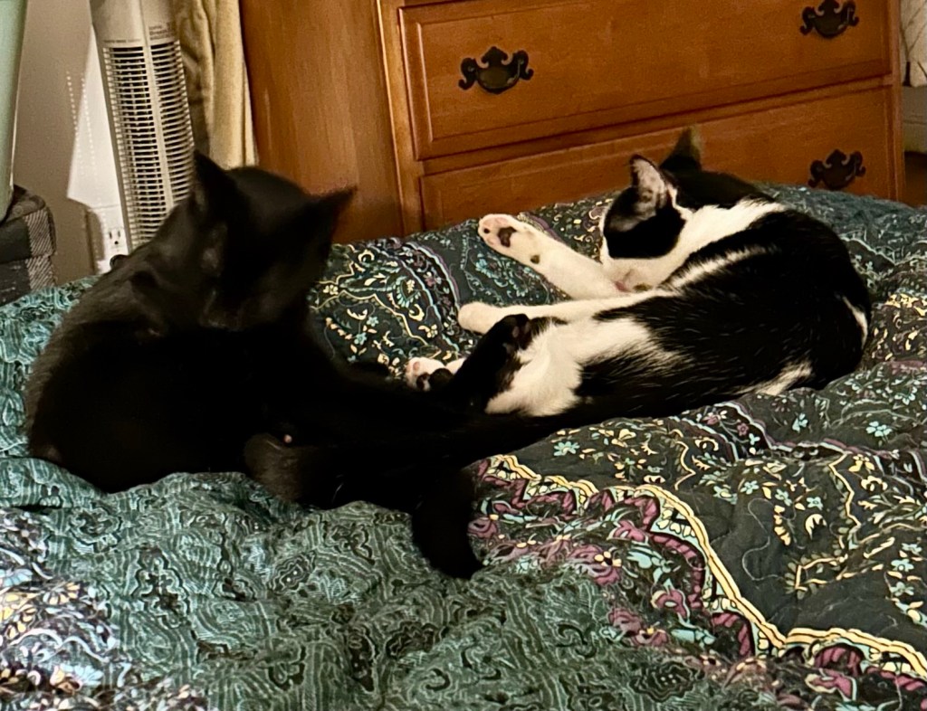 Two cats lay curled up together, grooming themselves on a bed.