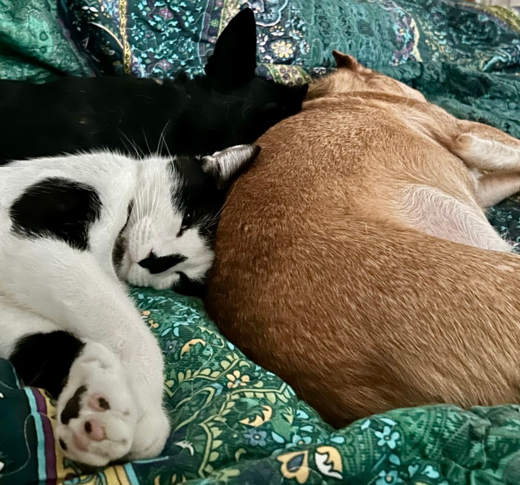 A handsome tuxedo cat snuggles up to sleep with two small dogs.