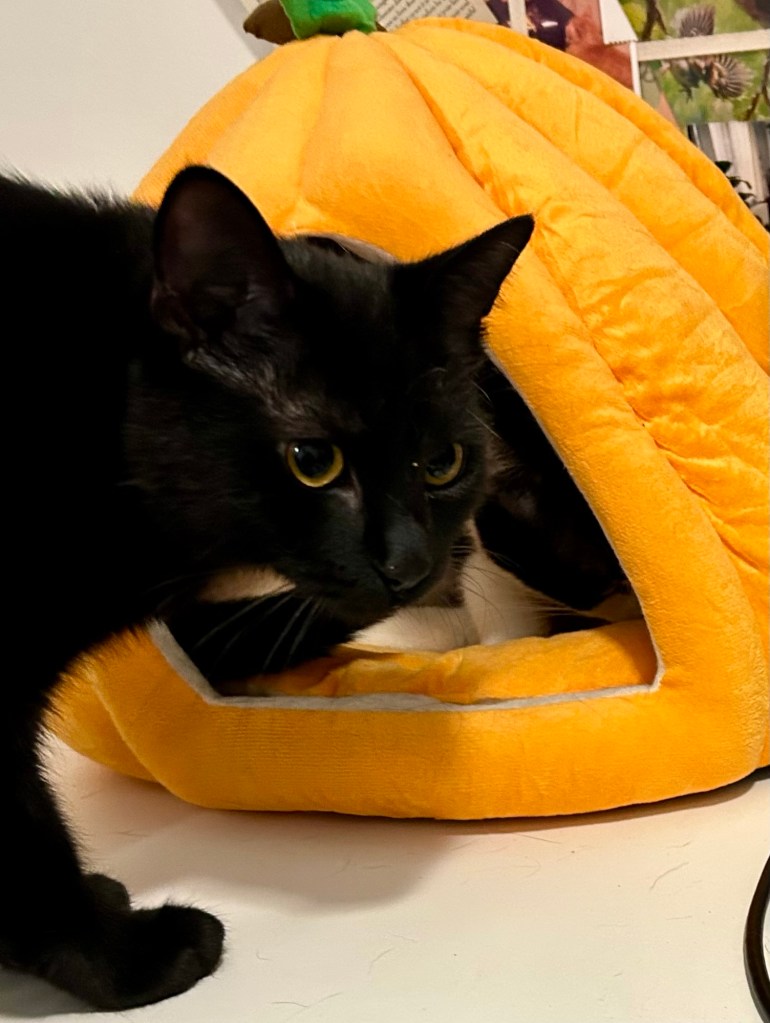 A handsome black cat looks over his shoulder.  A tuxedo cat lounges in a pumpkin-shaped cat cave in front of him.