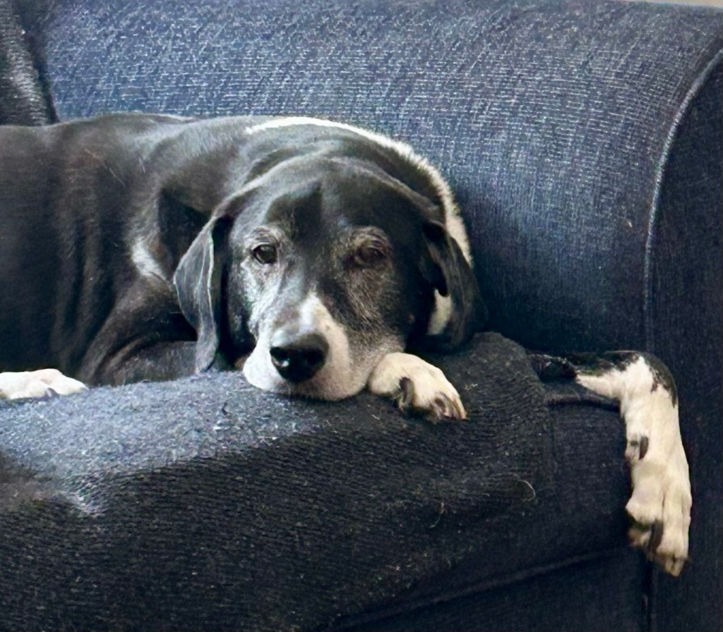 A handsome black and white hound lounges on a loveseat and looks at his human longingly.  He is longing for breakfast.
