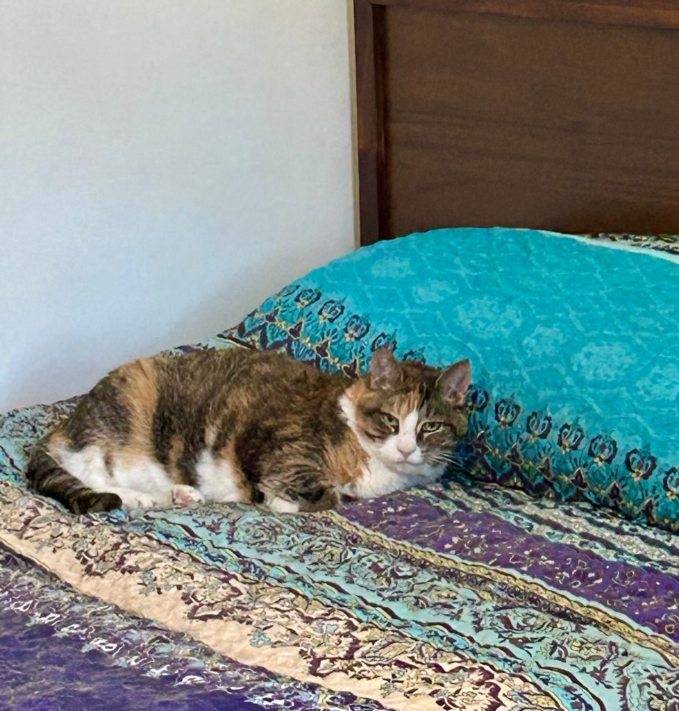 A pretty calico cat lounges on a bed with a colorful, blue bedspread.