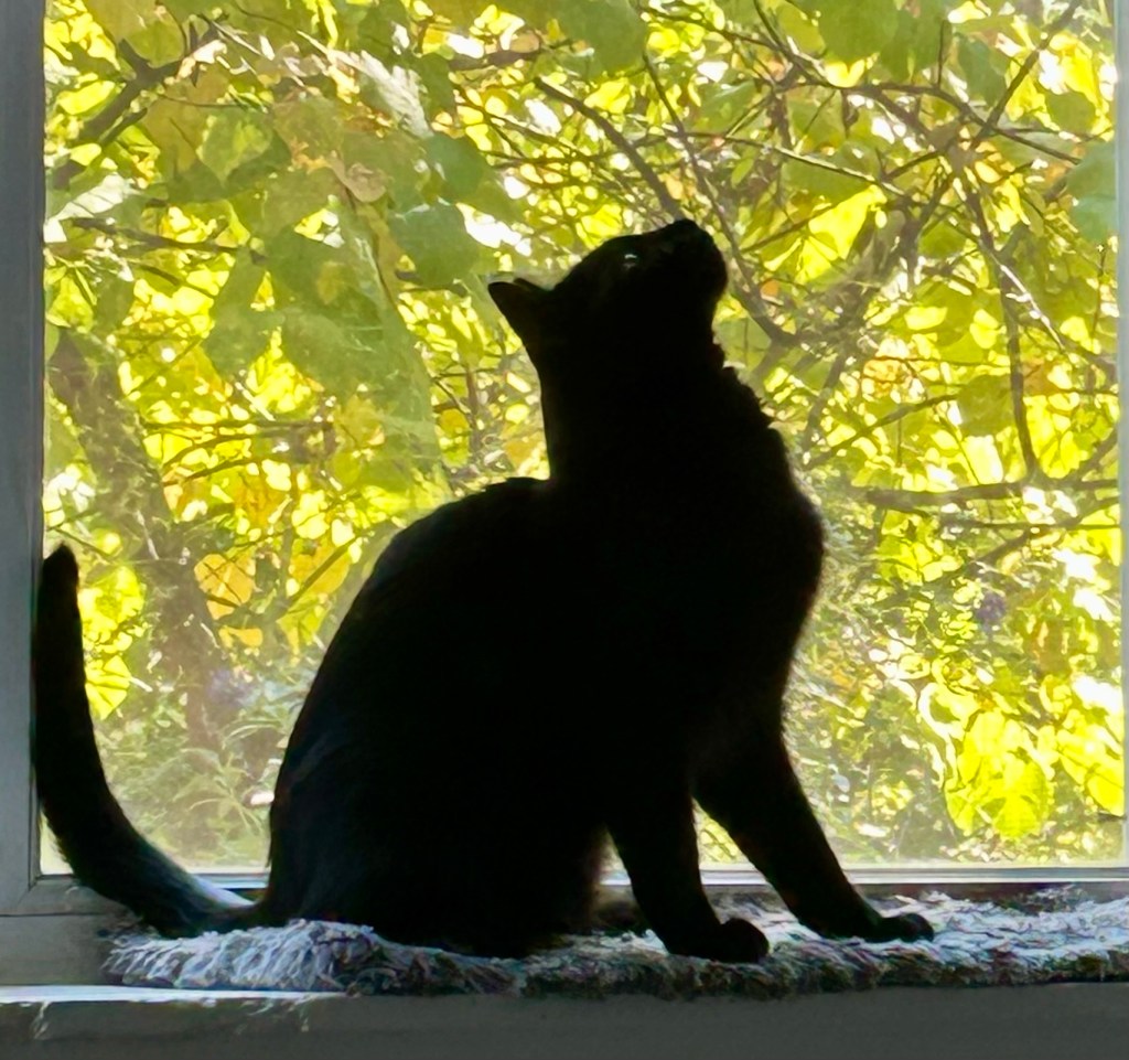 A very handsome black cat poses magnificently in front of a backdrop of yellow leaves.