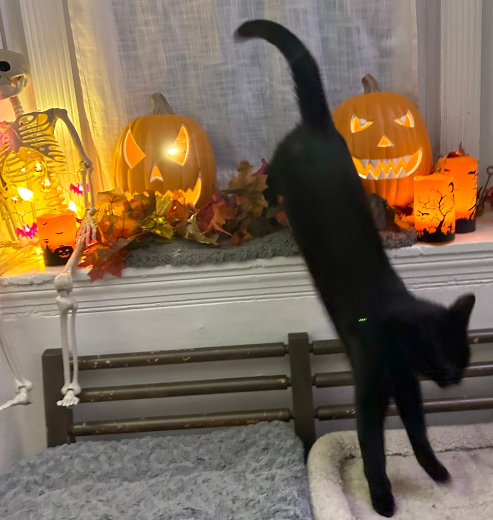 A handsome black cat jumps away from a Halloween display.  This will obviously not do as his Inaugural Official Halloween Portrait.